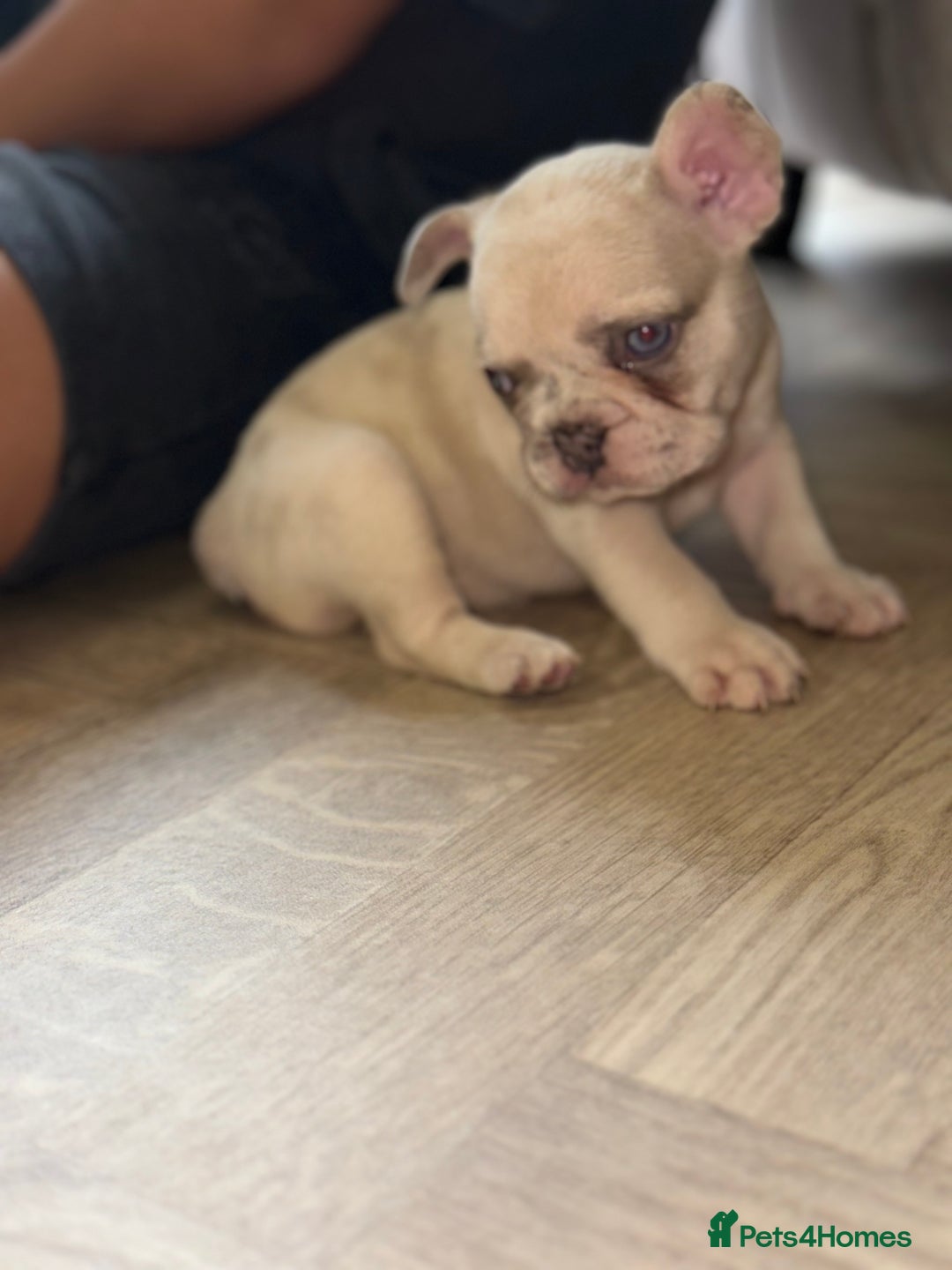 French Bulldog dogs for sale: ‼️ READY TO LEAVE NOW -3 French bulldog pups left! in Ripley - Image 12