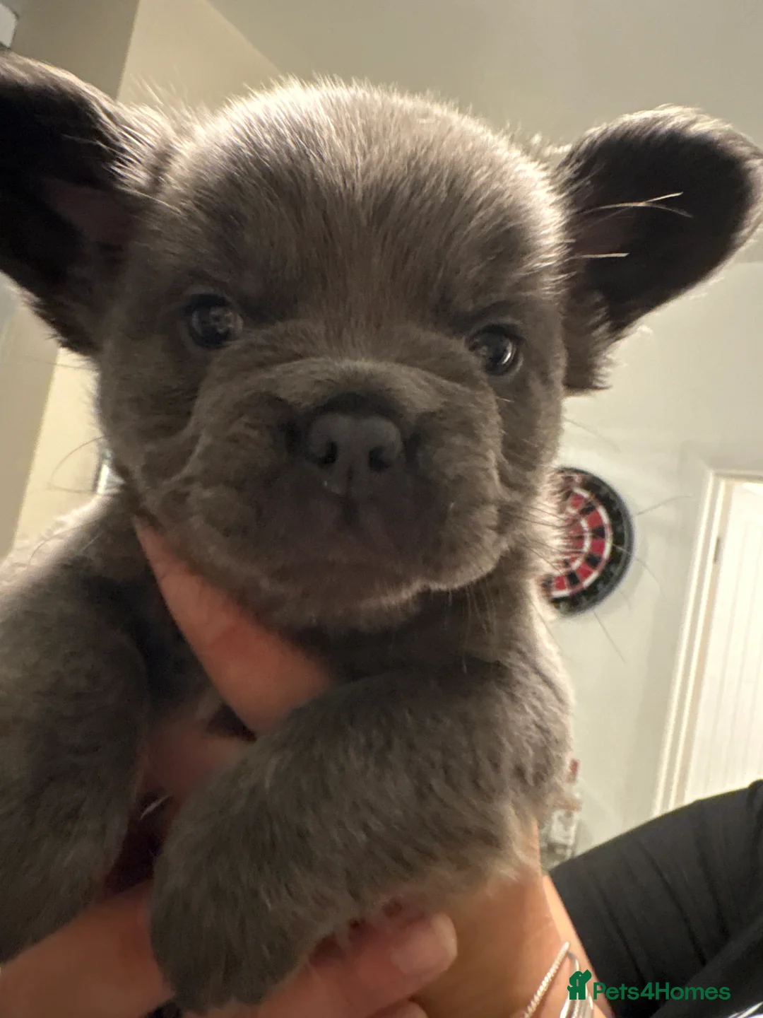 French Bulldog dogs for sale: Fluffy to fluffy  - Advert 16