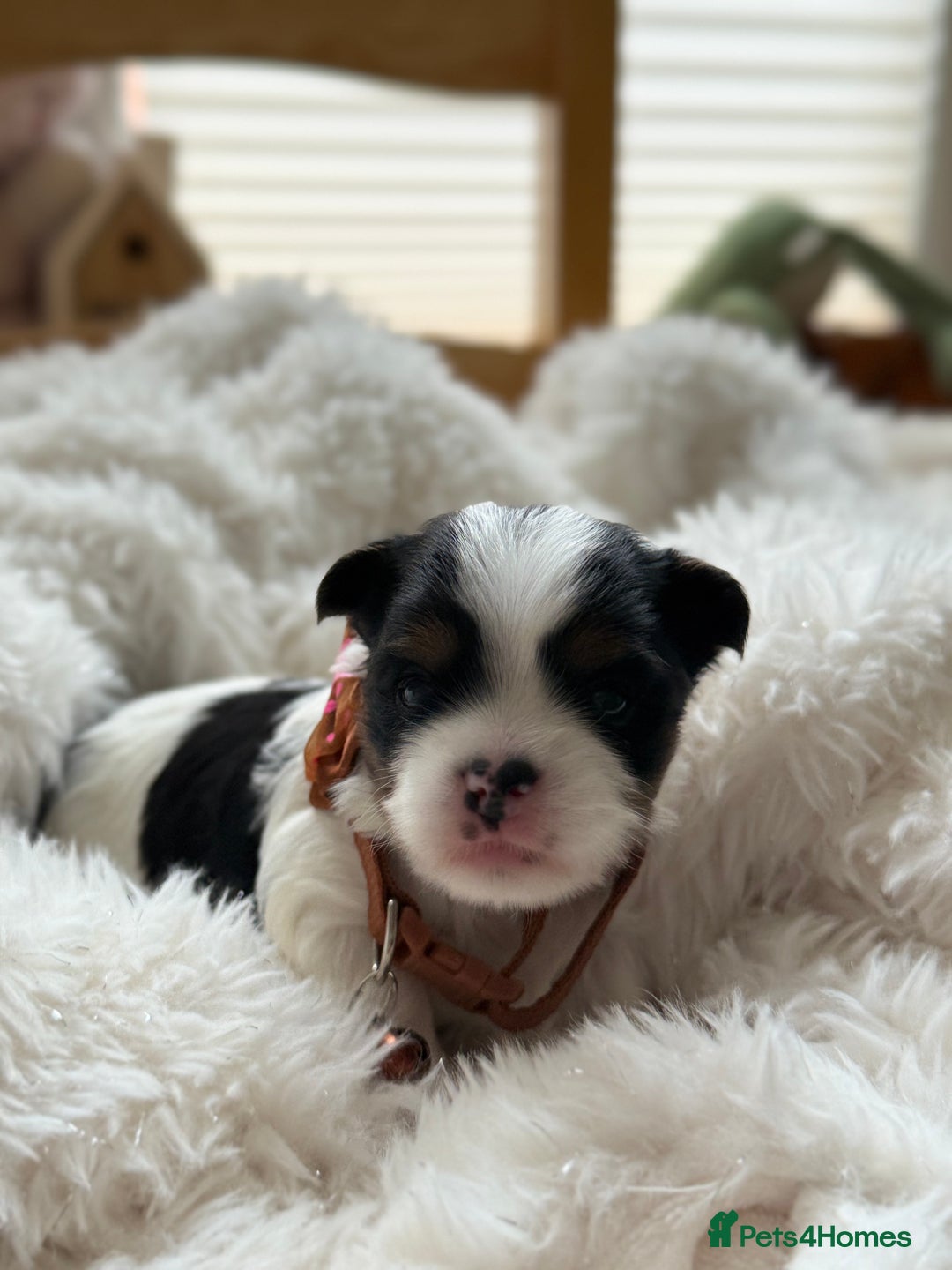 Yorkshire Terrier dogs for sale: BIEWER YORKIE PUPPIES 4 Available Licensed Breeder - Advert 19