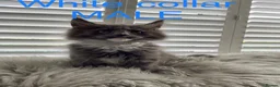 Maine Coon cats for sale: Bundles of fluff,  Maine Coon kittens  - Advert 17