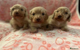 Miniature Dachshund dogs for sale: Cream Luxury Long-Haired Dachshunds - Image 7