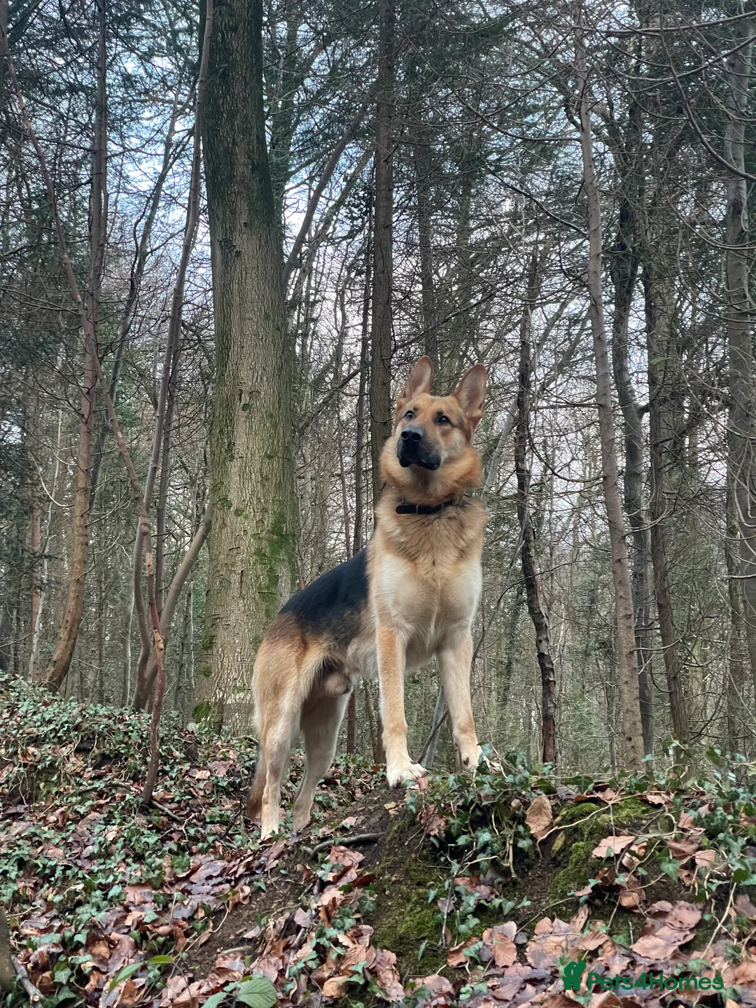 German Shepherd dogs for stud: Spectacular GSD wolfdog *for Stud only* in Dursley - Advert 13