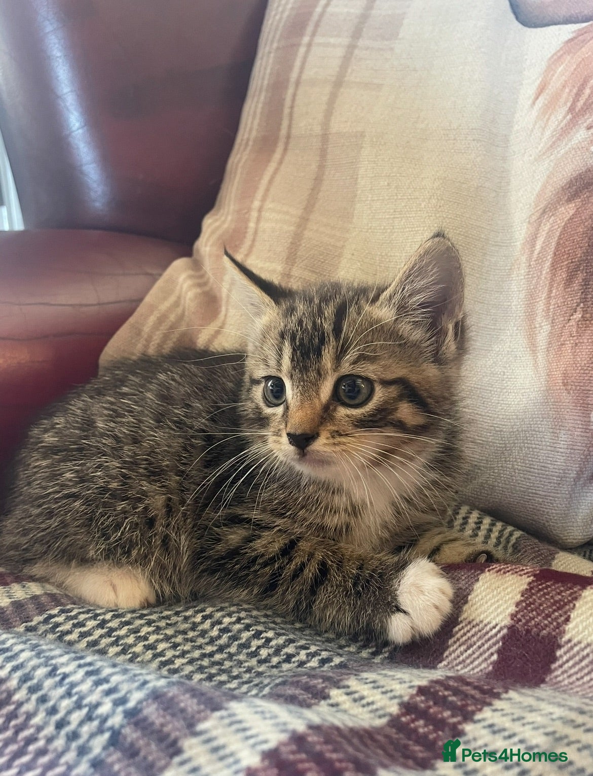 Mixed Breed cats Gorgeous kittens - Advert 1