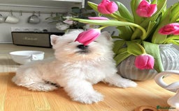 West Highland Terrier dogs for sale: 🤍🐾 Charming West Highland White Terrier Pups 🐶✨ - Image 1