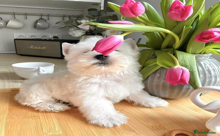 West Highland Terrier dogs - Advert 1