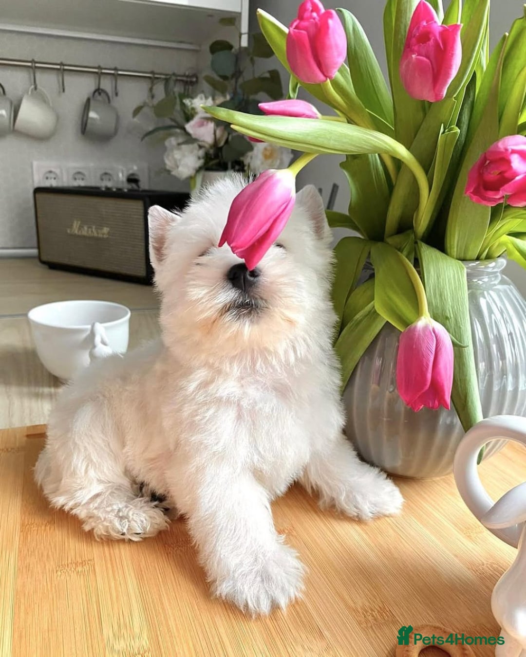 West Highland Terrier dogs for sale: 🤍🐾 Charming West Highland White Terrier Pups 🐶✨ - Image 1