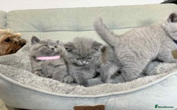 British Shorthair cats for sale: Chunky British Shorthair Blue Kittens 🐱💙 - Image 25