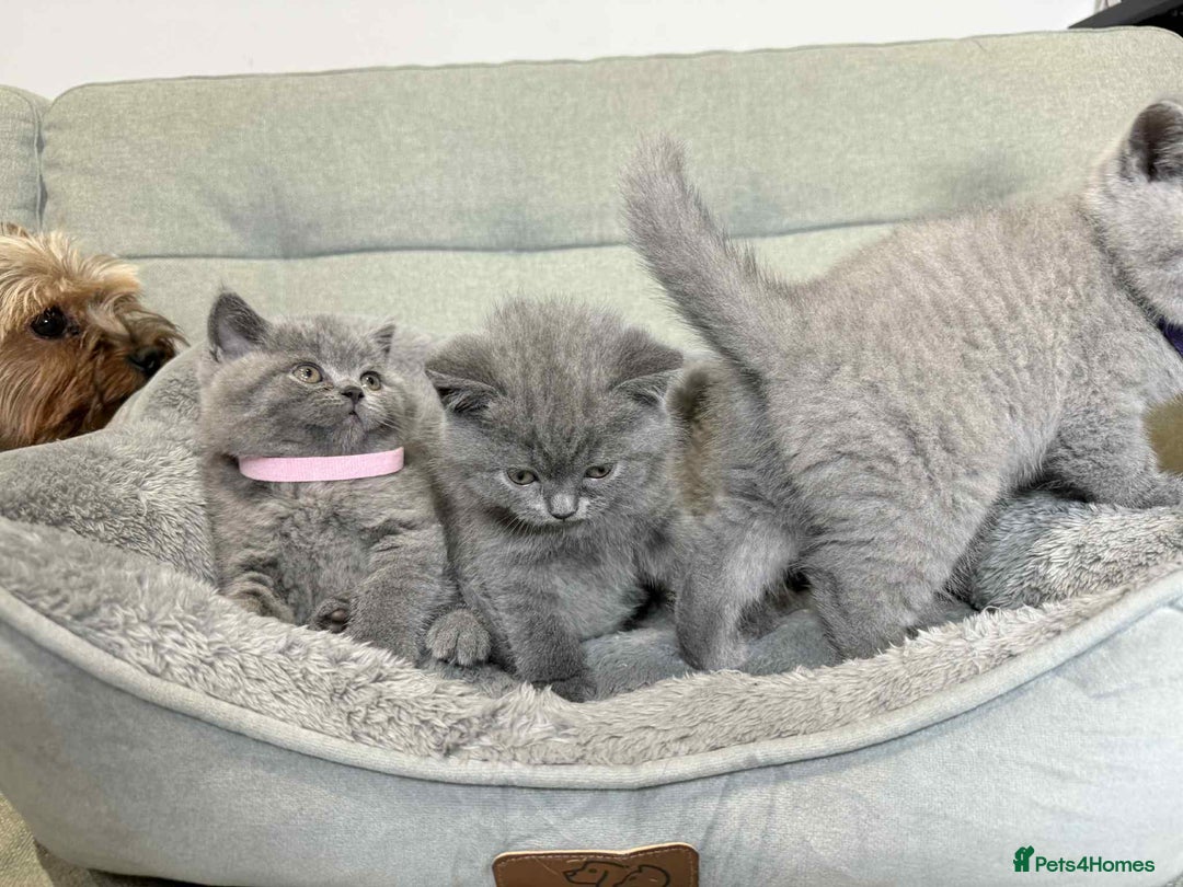 British Shorthair cats for sale: Chunky British Shorthair Blue Kittens 🐱💙 - Image 25