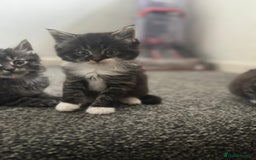 Maine Coon cats for sale: Maine coon mix Persian kittens   - Image 3