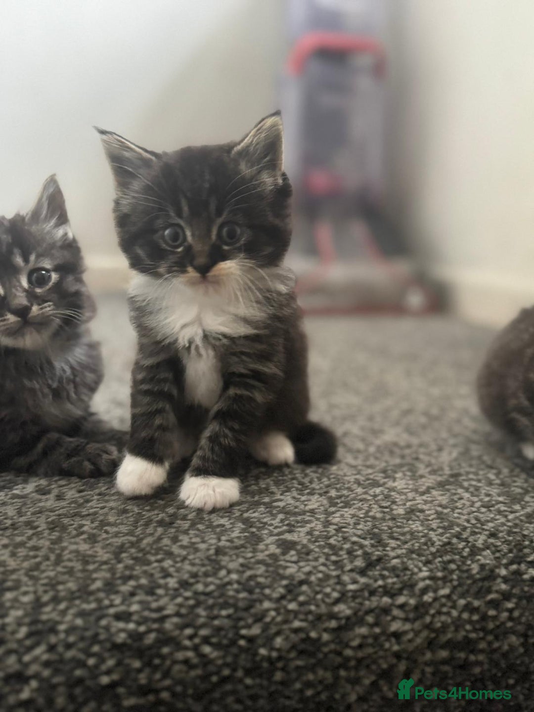 Maine Coon cats for sale: Maine coon mix Persian kittens   - Image 3
