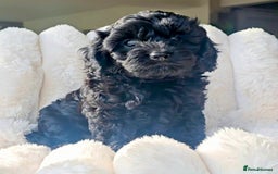 Cavapoo dogs for sale: F1 Cavapoos  - Image 5