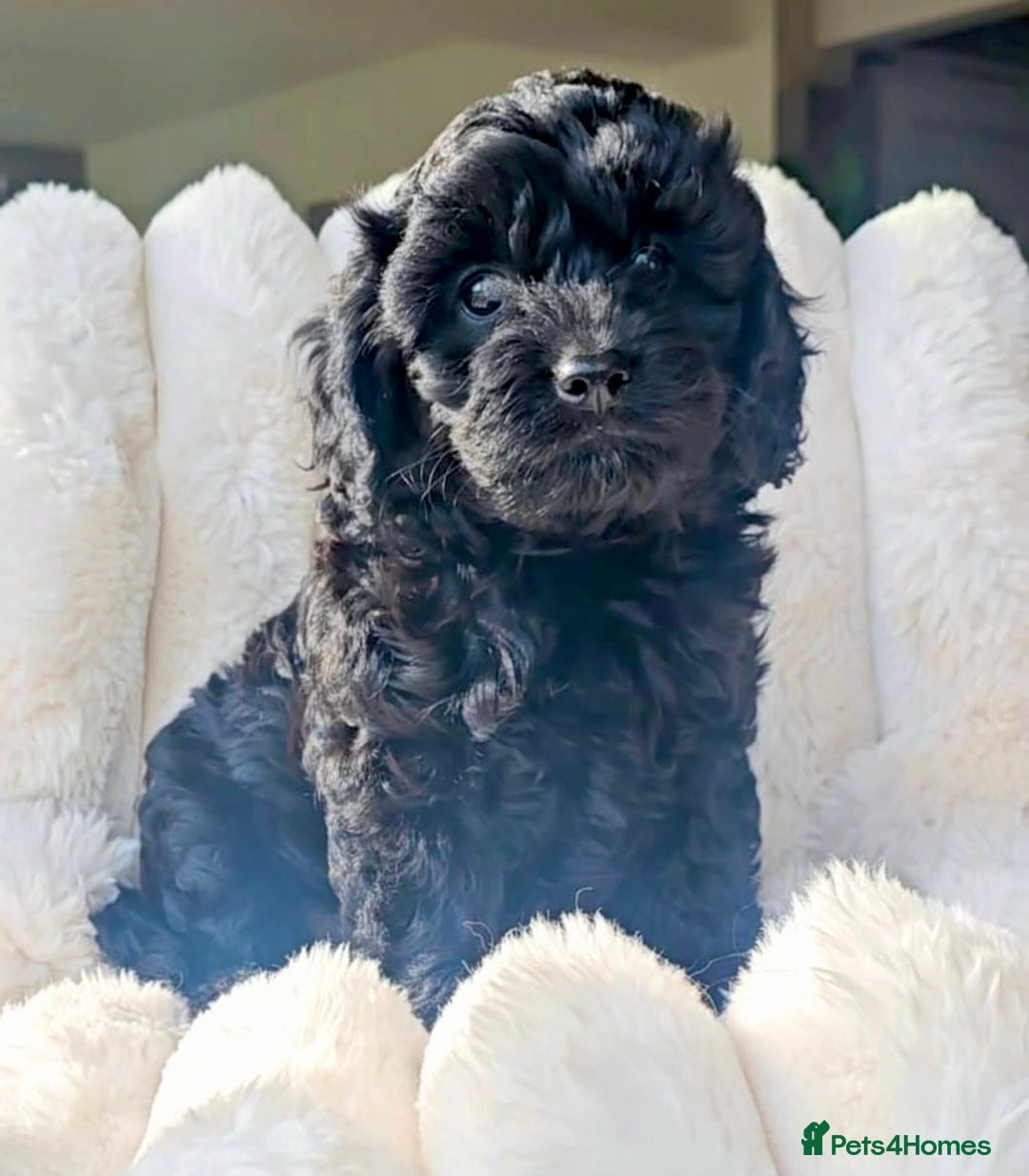 Cavapoo dogs for sale: F1 Cavapoos  - Image 5