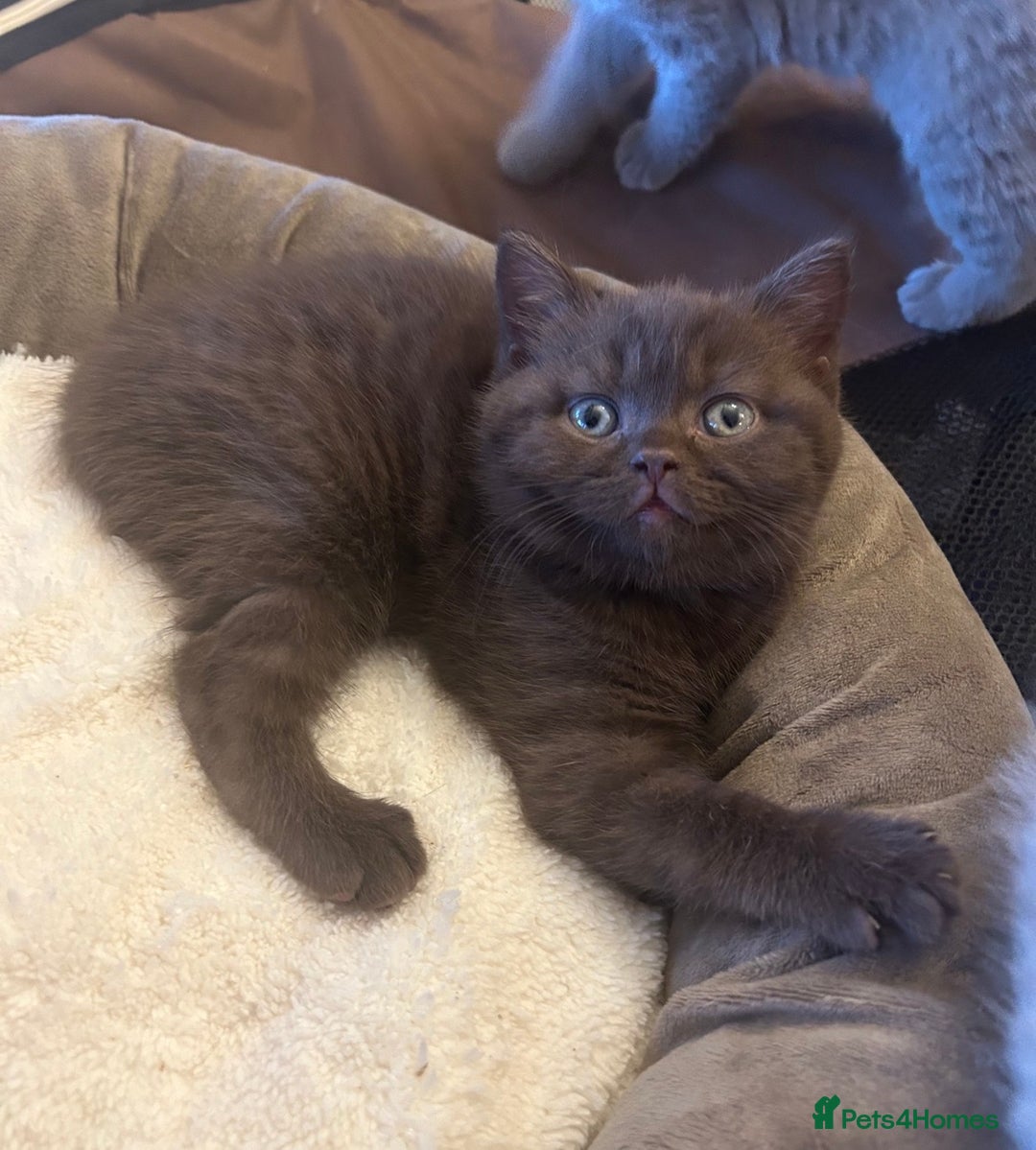 British Shorthair cats for sale: British shorthair kittens - Advert 3