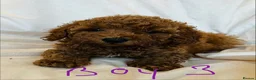 Miniature Poodle dogs for sale: PRA clear minature poodles  - Advert 5