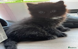 Ragdoll cats for sale: “Adorable Black Ragdoll Kittens – Don’t Miss Out!” - Image 5