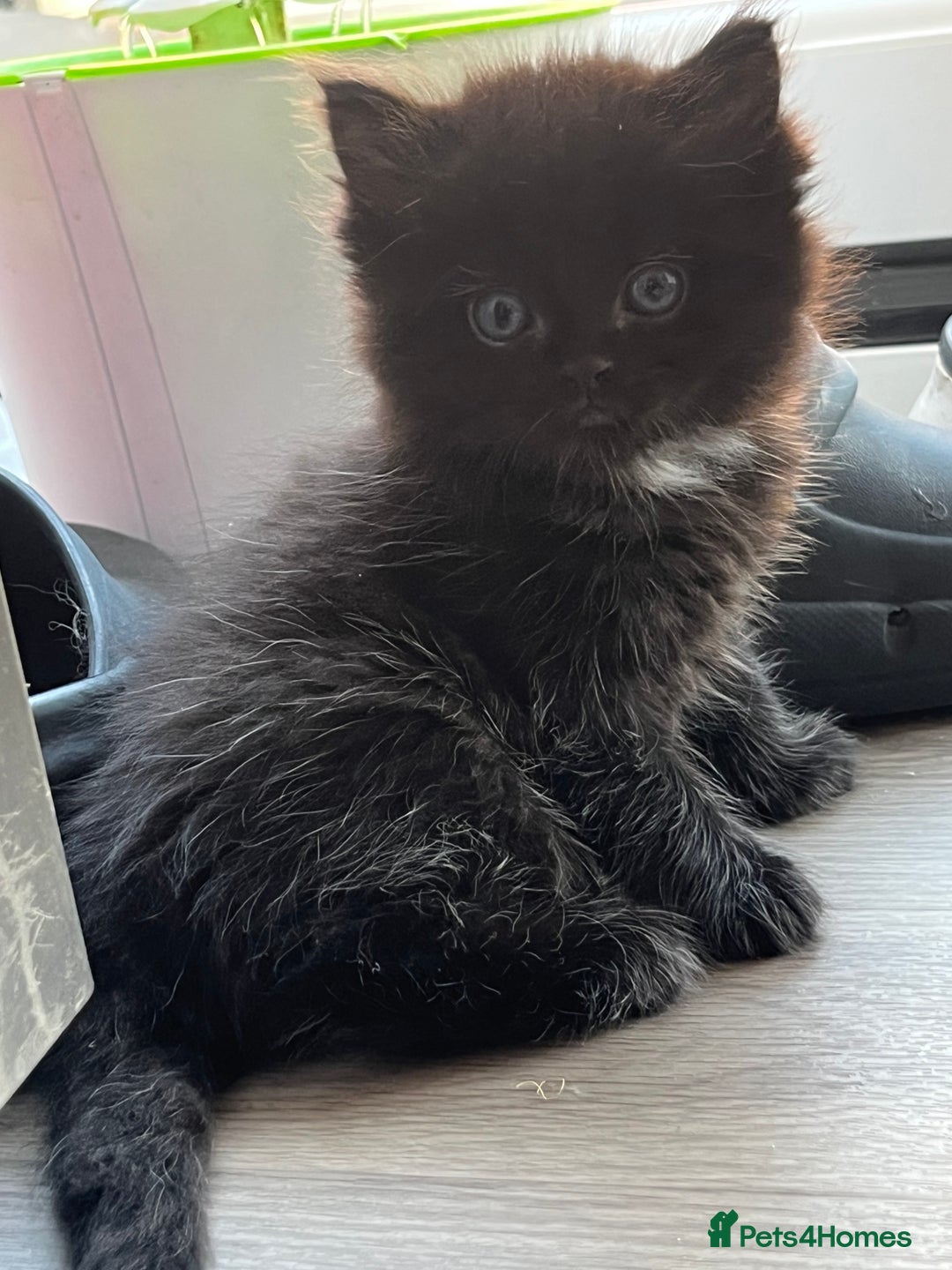 Ragdoll cats for sale: “Adorable Black Ragdoll Kittens – Don’t Miss Out!” - Image 5