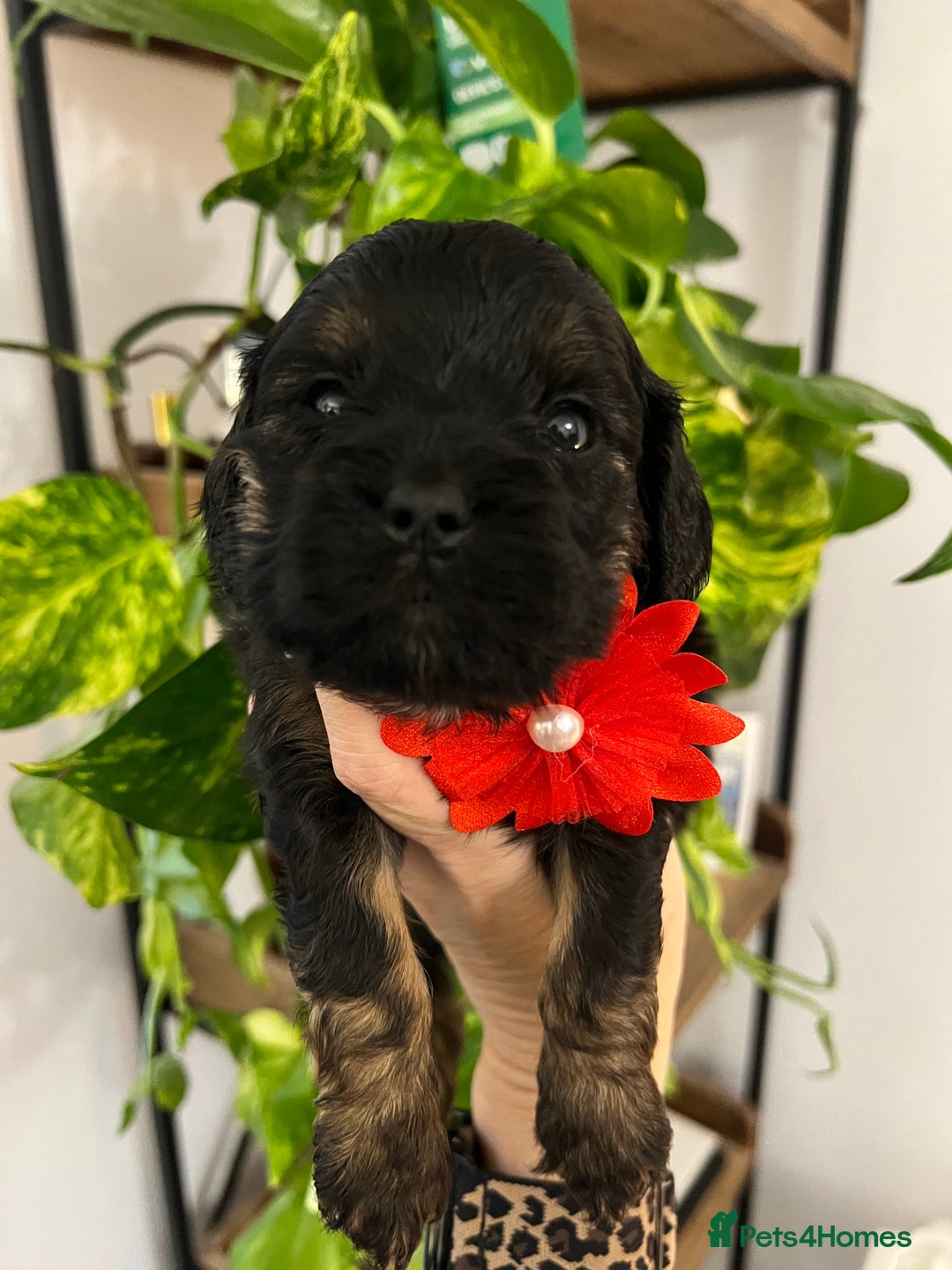 Cavapoo dogs for sale: Cavapoos born to EXTENSIVELY HEALTH TESTED PARENTS - Image 12