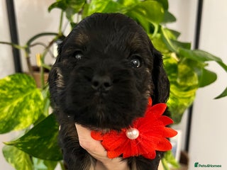 Cavapoo dogs - Advert 1