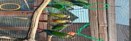 Conures birds for sale: Conures  in Barking - Advert 3