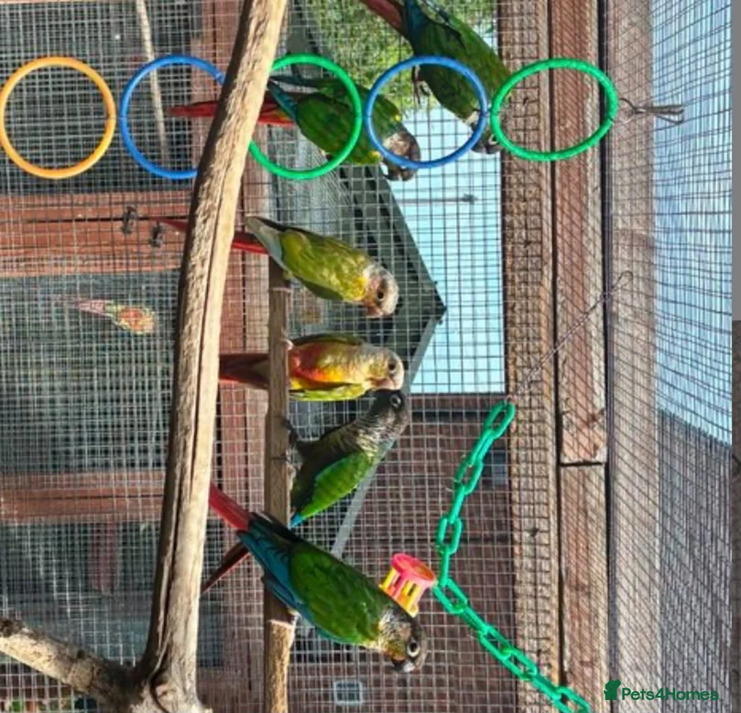 Conures birds for sale: Conures  in Barking - Advert 3