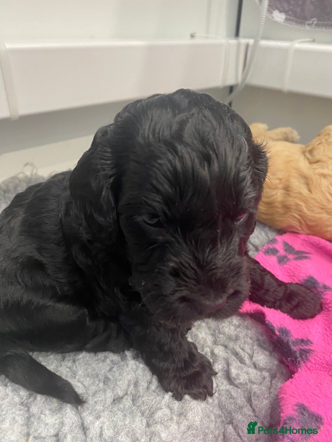 Cockapoo dogs for sale: Cockapoo Puppies for Sale - Image 13
