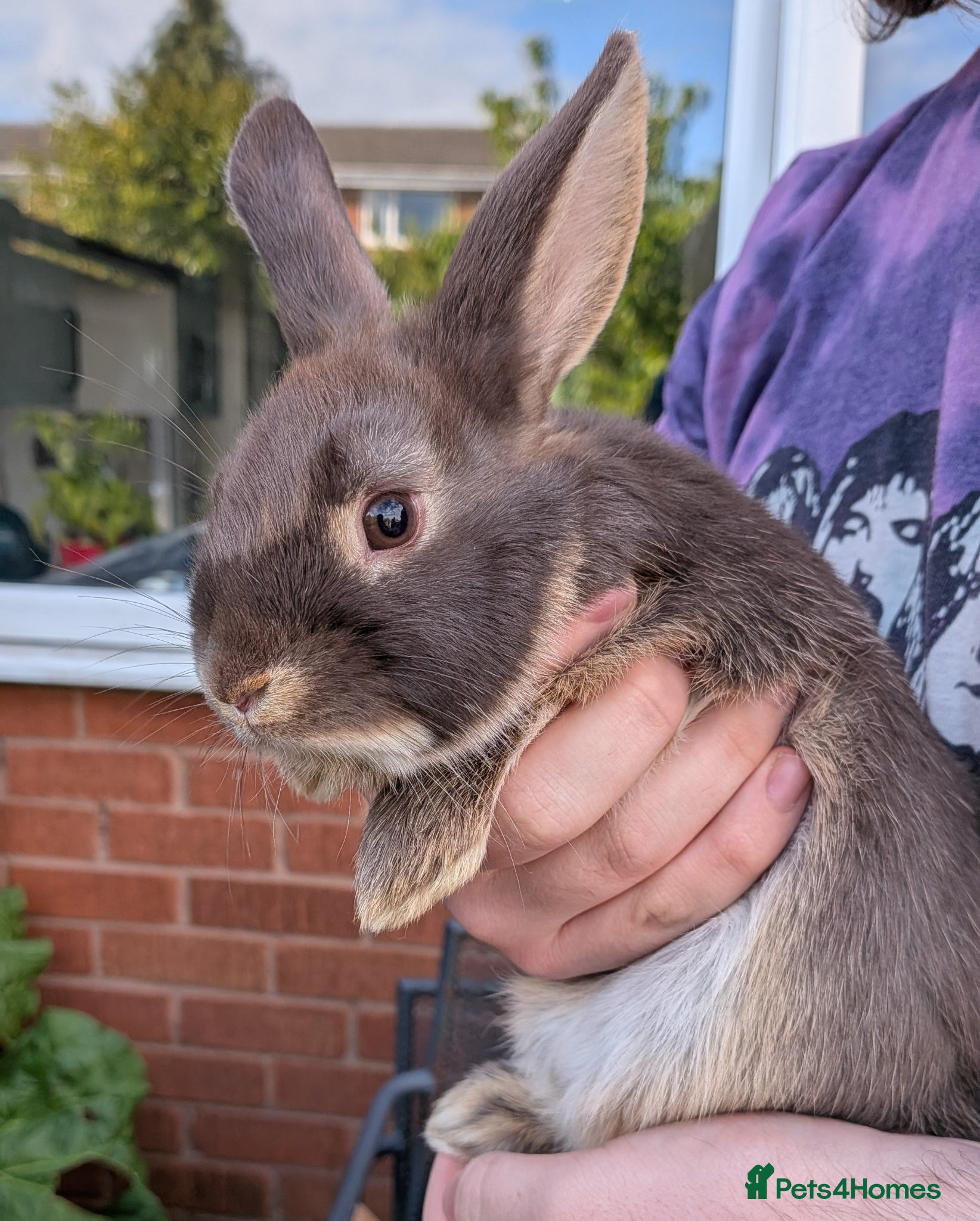 Mixed Breed rabbits Lionhead and Satin 12week old rabbits - Advert 1