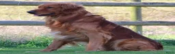 Golden Retriever dogs for sale: Fully Health Tested - KC Reg Golden Retrievers - Advert 14