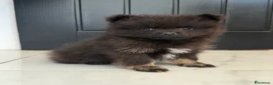 Pomeranian 2