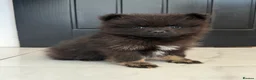 Pomeranian dogs for sale: RARE Merle Pomeranian Champion Lines - Advert 20