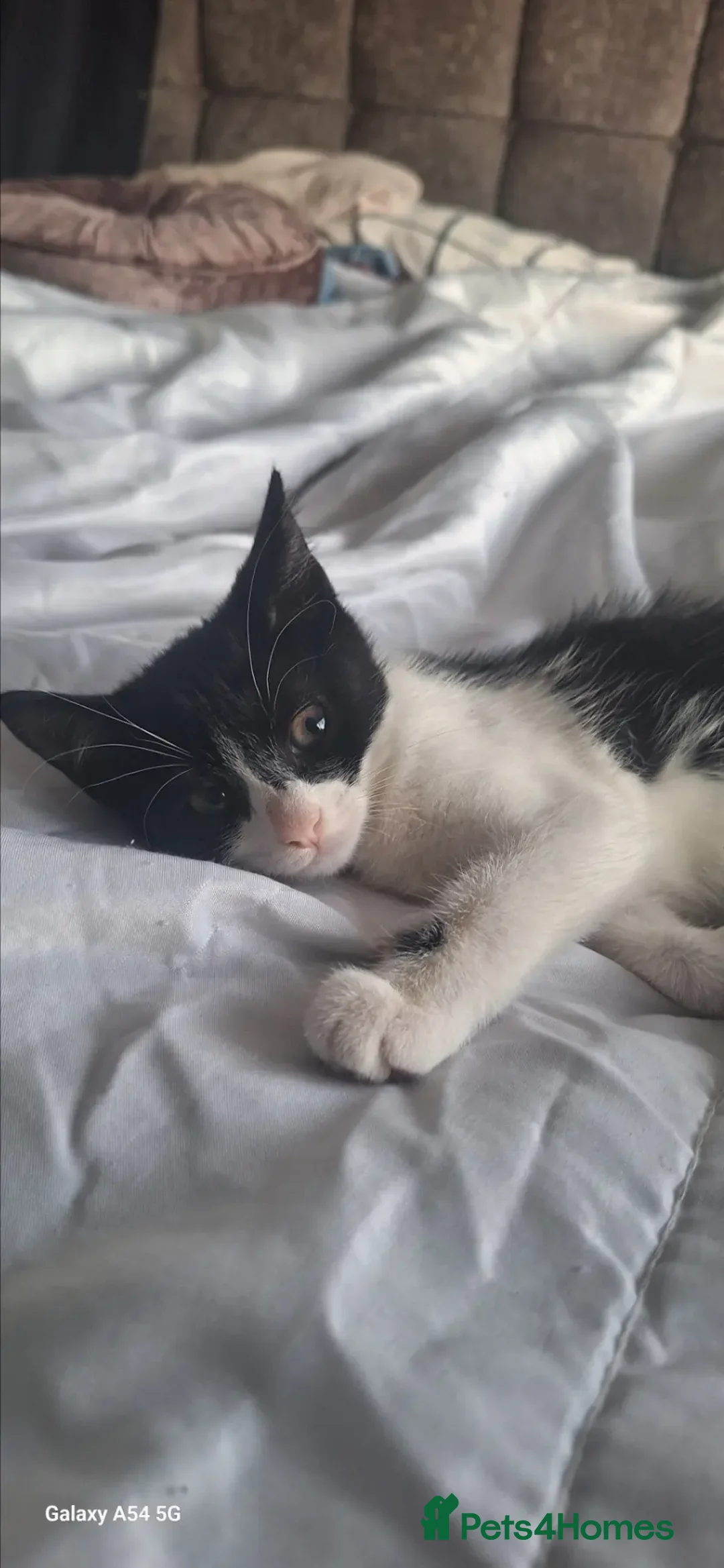 Mixed Breed cats for sale: Adorable Tuxedo Kittens available to Forever homes - Advert 2
