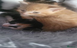 Mixed Breed cats for sale: Beautiful kittens needing loving homes - Image 10