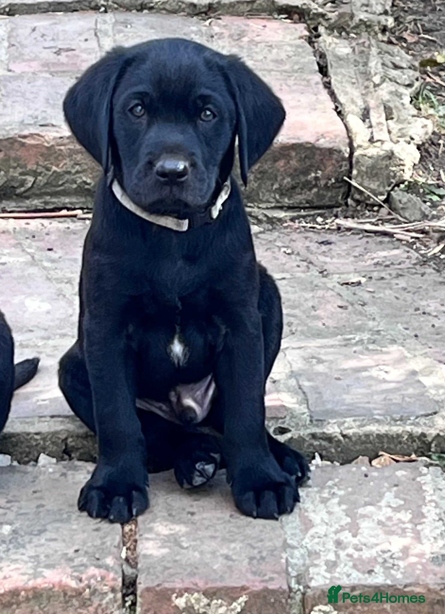 Labrador Retriever dogs Beautiful natured working Labradors  - Advert 2