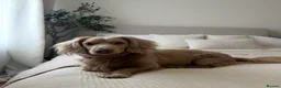 Miniature Dachshund dogs for stud: Long-Haired Miniature Dachshund Stud– Isabella Tan - Advert 5