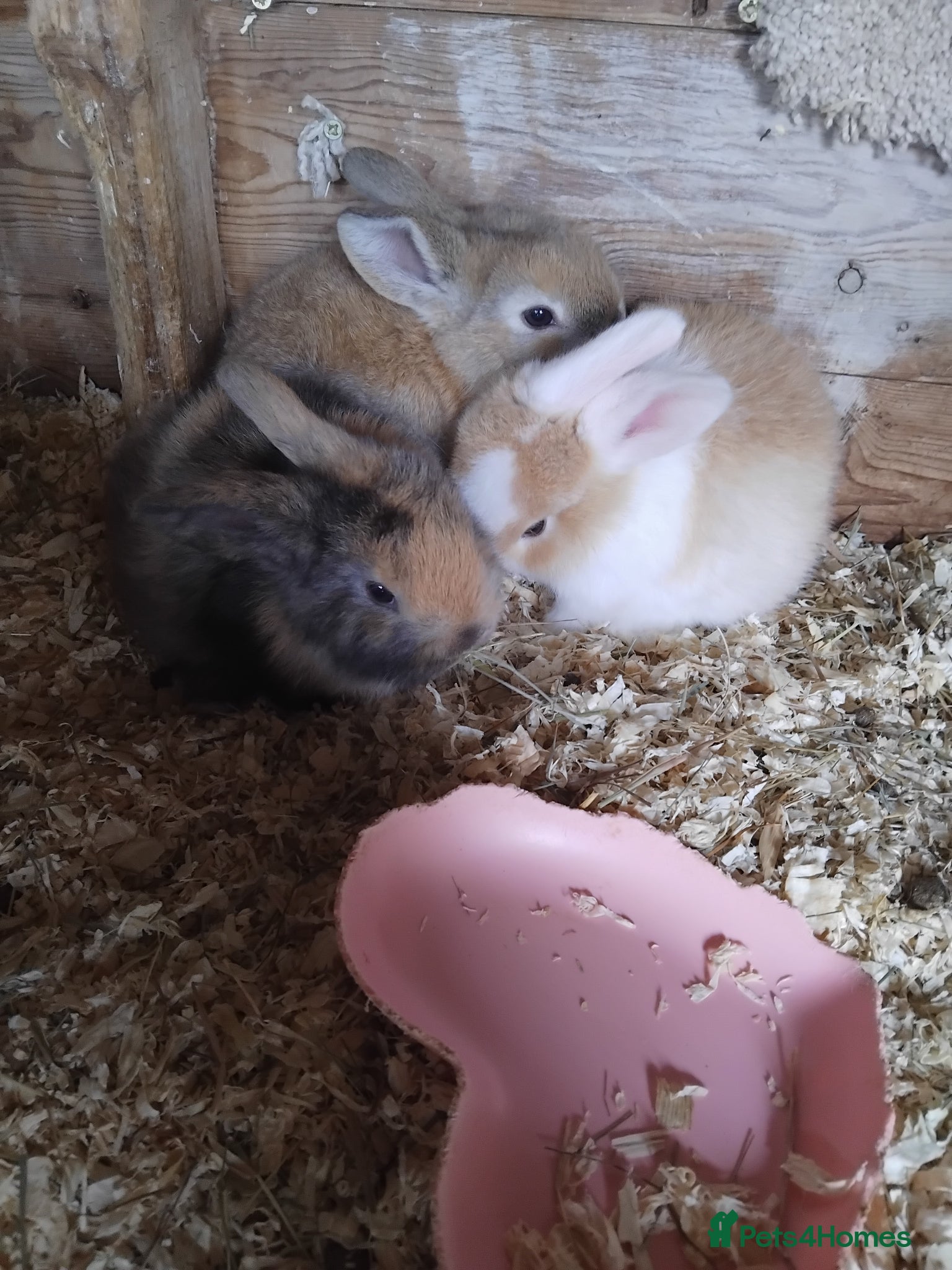 Mini Lop rabbits Baby lops - Advert 9