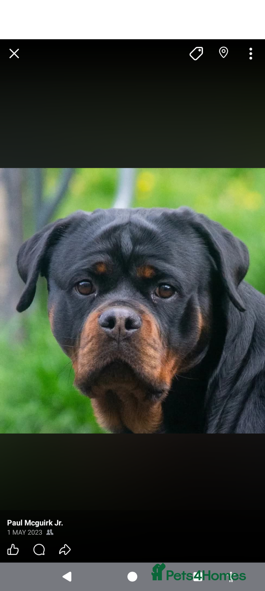 Rottweiler dogs Female Rottweiler pup for sale  - Advert 2