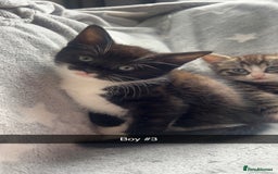 Mixed Breed cats for sale: kittens ready for reservation  - Image 10