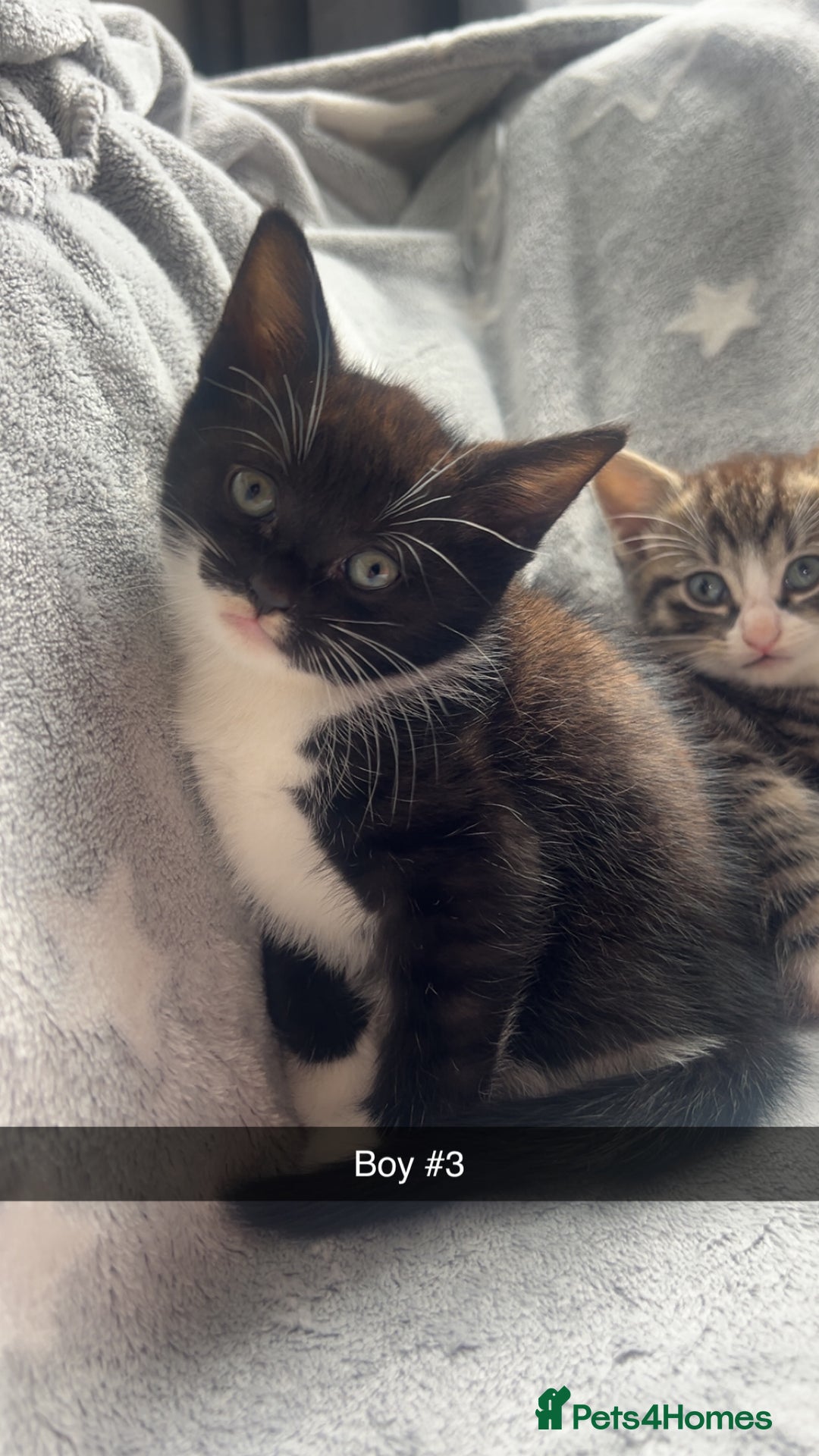Mixed Breed cats for sale: kittens ready for reservation  - Image 10