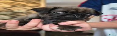 Pug 3