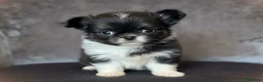 Chihuahua 1