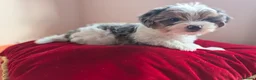 Yorkshire Terrier dogs for sale: Rare Biewer Yorkie puppies\Pedigree  - Advert 4
