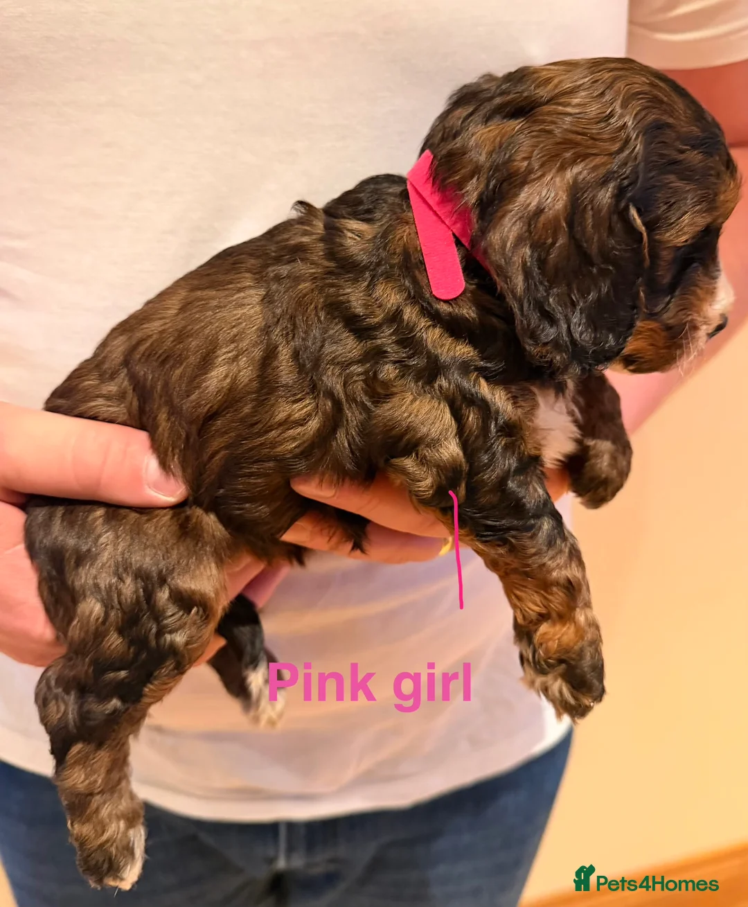 Cockapoo dogs for sale: 6 beautiful Cockerpoo  - Advert 3