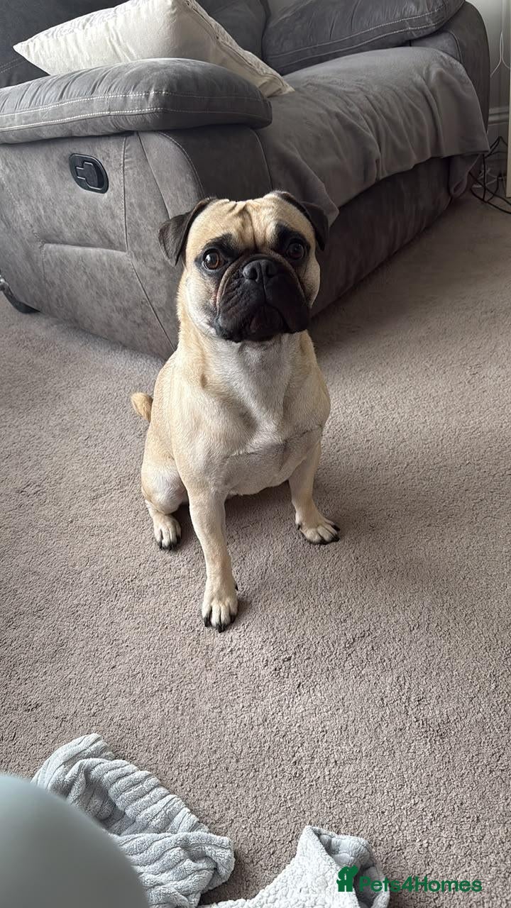 Frug dogs 3 year old frug needs a loving new home  - Advert 3