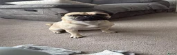 Frug dogs for sale: 3 year old frug needs a loving new home  in Rochdale - Advert 1