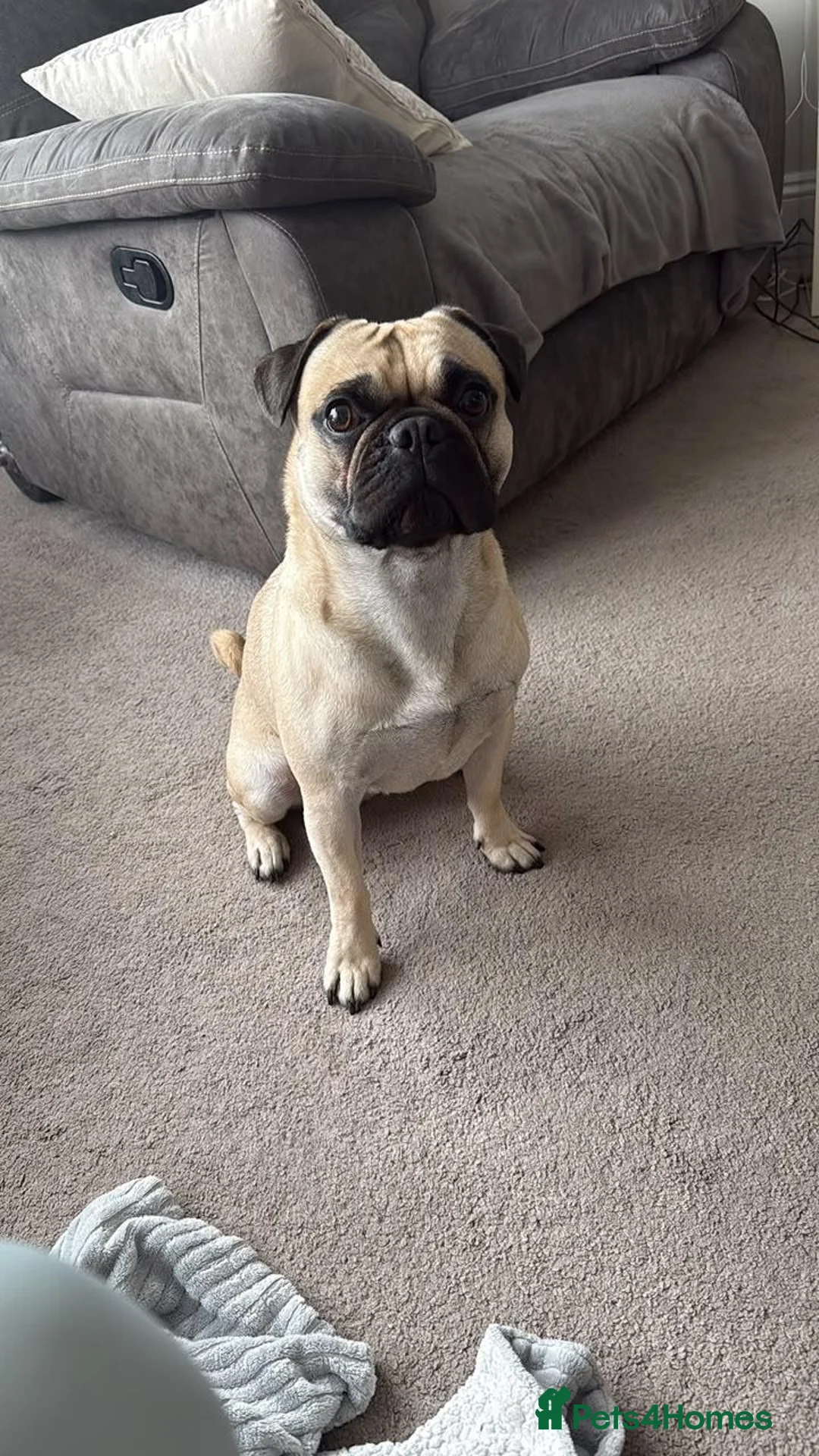 Frug dogs for sale: 3 year old frug needs a loving new home  in Rochdale - Advert 1