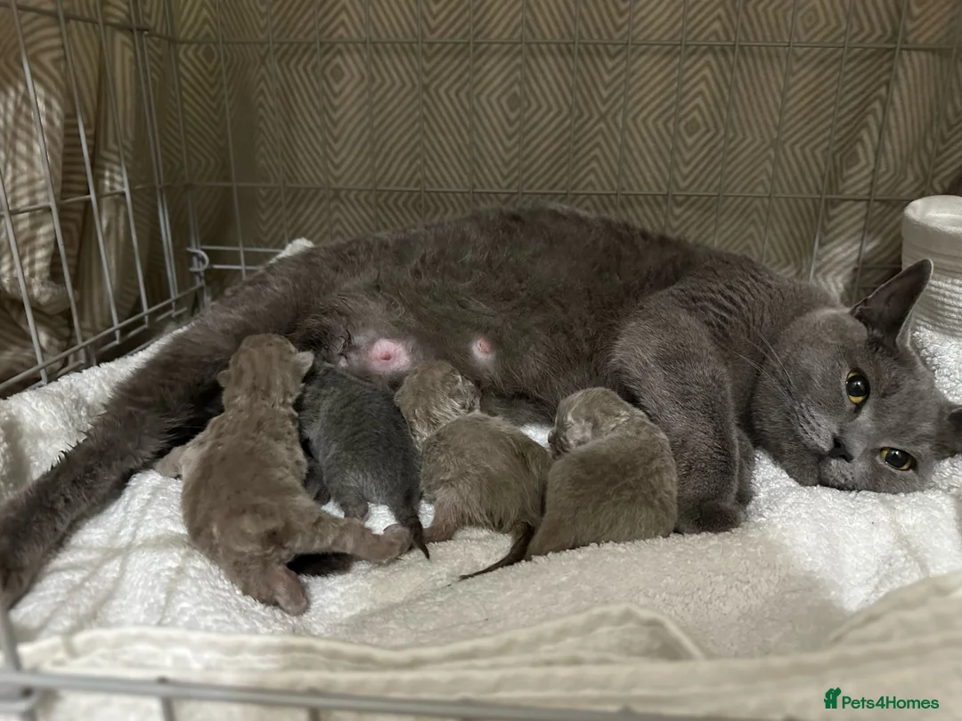 British Shorthair cats for stud: 🐈‍⬛ GIZZY THE STUD 🐈‍⬛ GCCF AND TICA REGISTERED  in Solihull - Advert 33