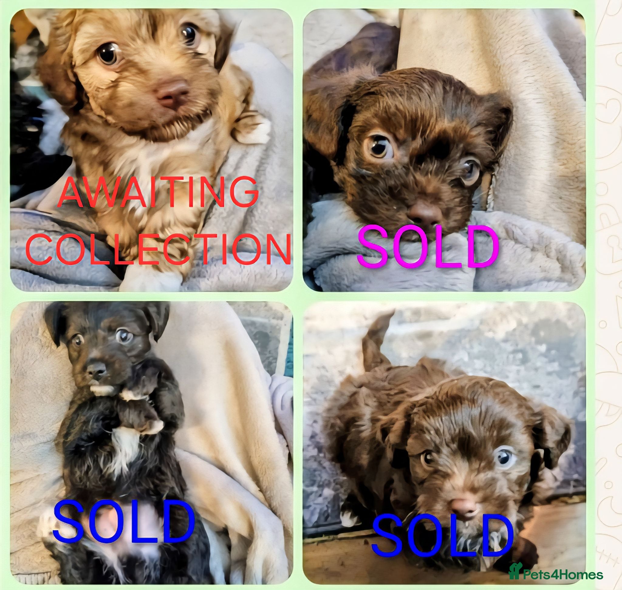 Chipoo dogs Chipoo puppy for sale - Advert 1