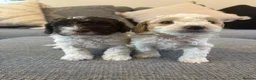 Cavapoo dogs for sale: F1B CAVAPOO PUPPIES - Advert 4