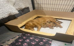 Labrador Retriever dogs for sale: Fox Red Labrador Puppies  - Image 4