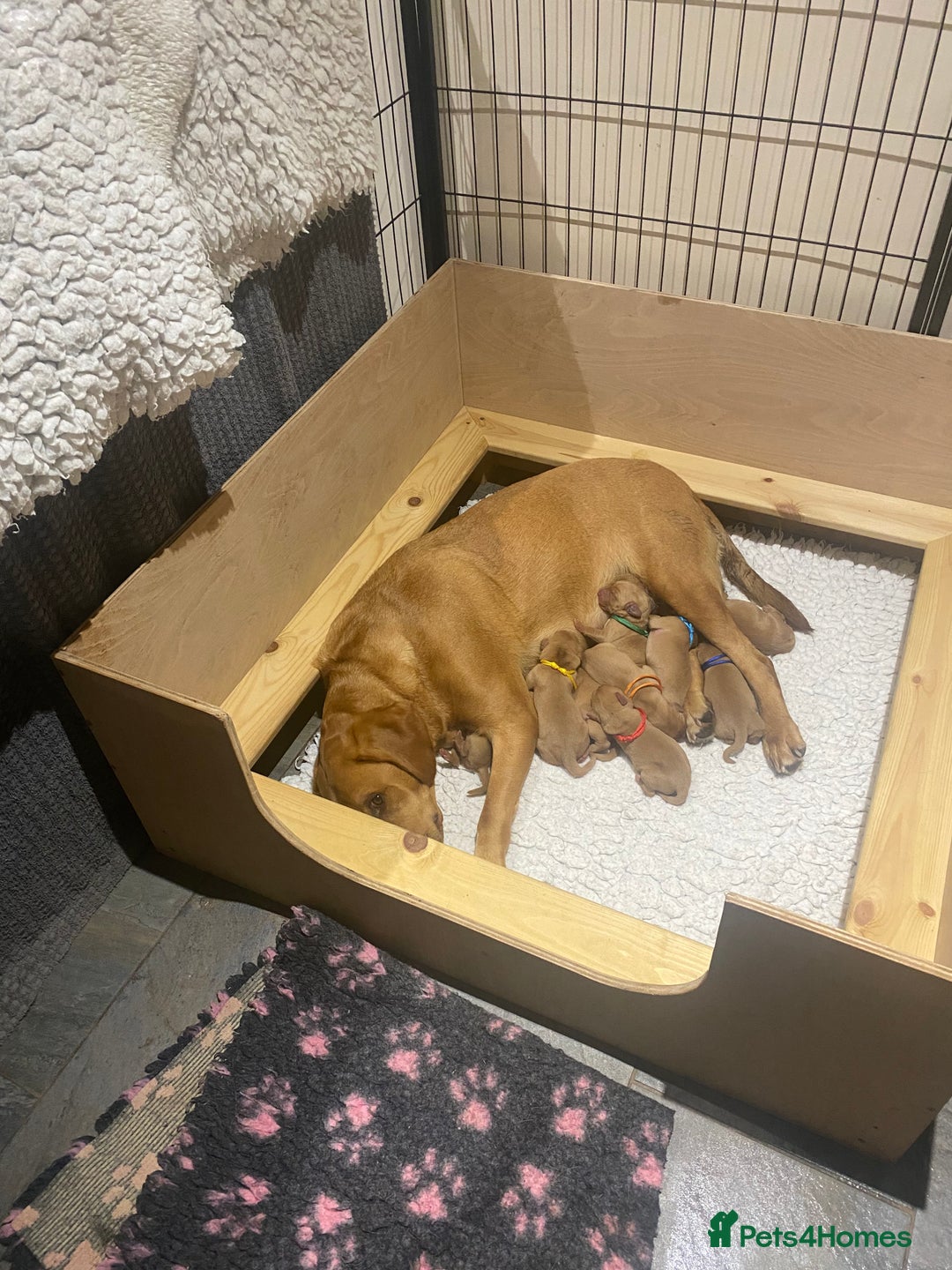 Labrador Retriever dogs for sale: Fox Red Labrador Puppies  - Image 4