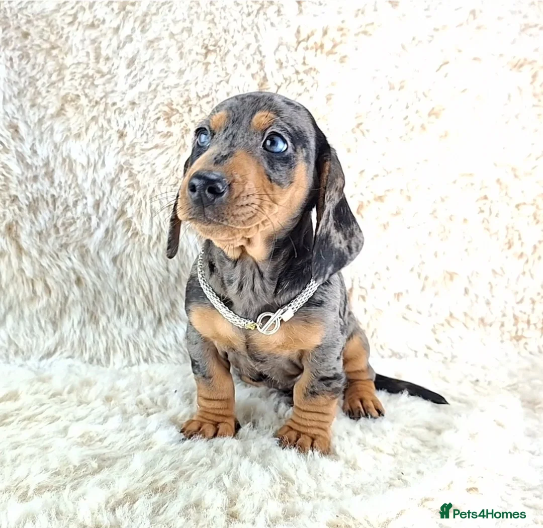 Miniature Dachshund dogs for sale: Beautiful Miniature Dachshund Puppies  - Advert 11